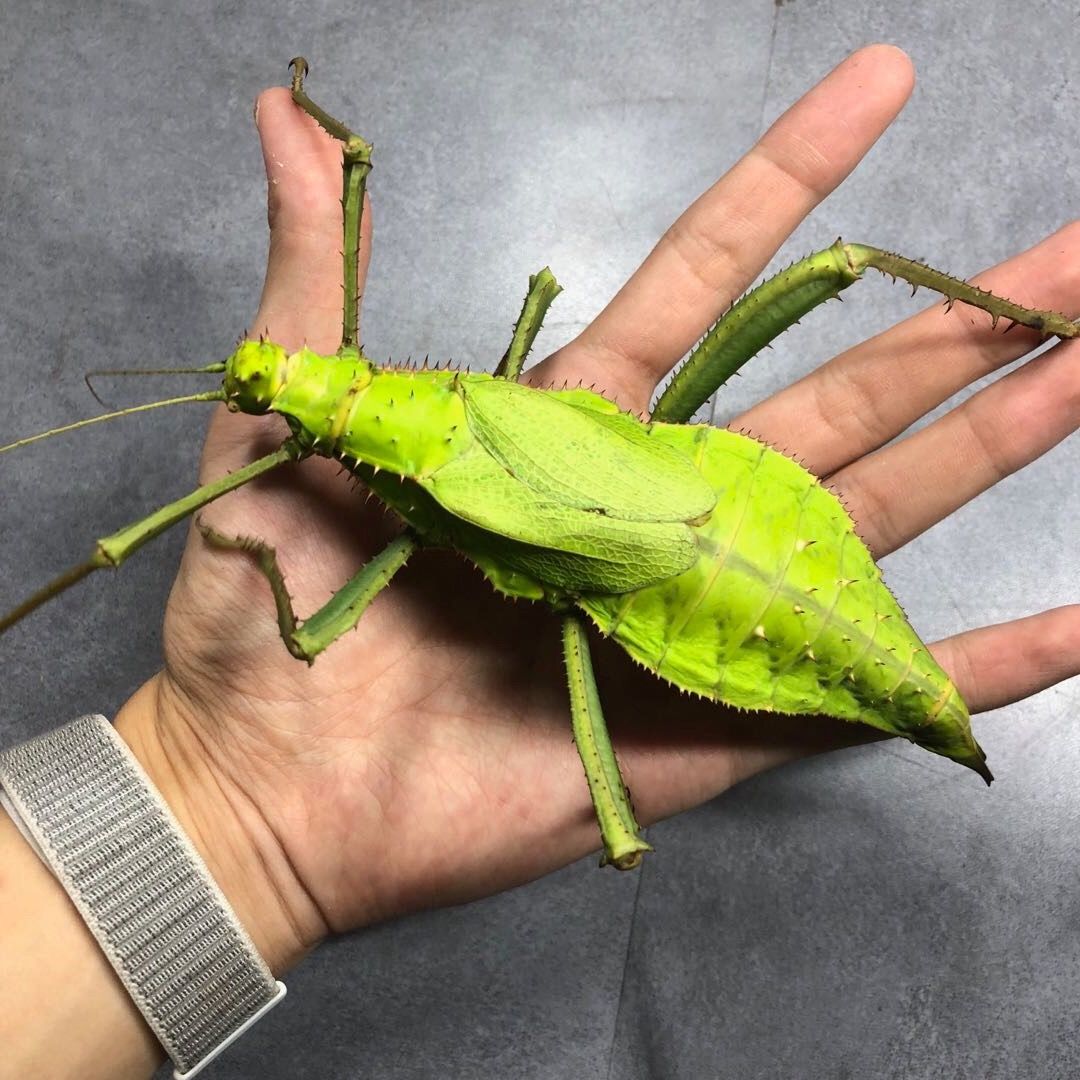 stick insects eggs